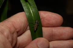 Temnosternus planiusculus