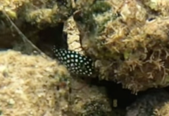 Canthigaster jactator