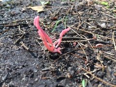 Clavaria rosea