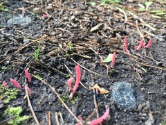 Clavaria rosea