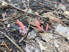 Clavaria rosea