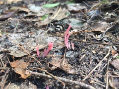 Clavaria rosea