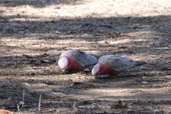 Eolophus roseicapilla albiceps