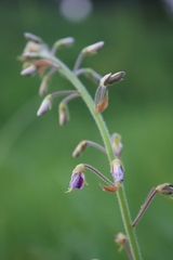 Desmodium illinoense
