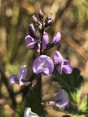 Glycine microphylla