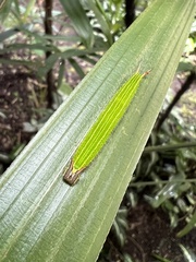 Elymnias hypermnestra