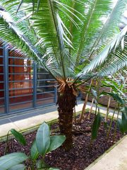 Cycas seemannii