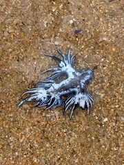 Glaucus atlanticus