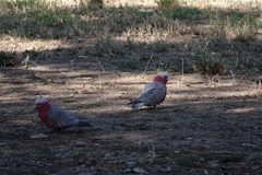 Eolophus roseicapilla albiceps