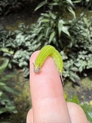 Elymnias hypermnestra