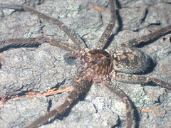 Heteropoda
