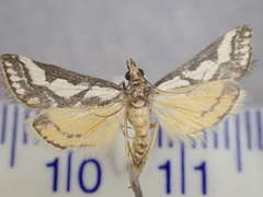 Metallarcha pseliota