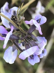Glycine microphylla