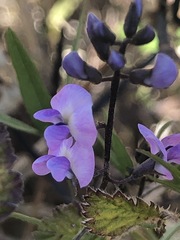 Glycine microphylla