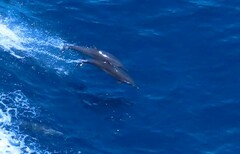 Stenella attenuata