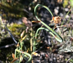 Lepidobolus drapetocoleus