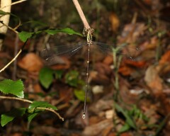 Episynlestes albicaudus