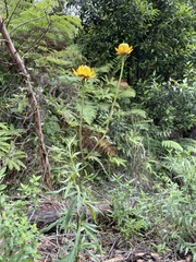 Xerochrysum bracteatum