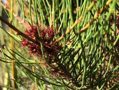Allocasuarina pusilla