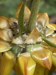 Xerochrysum bracteatum