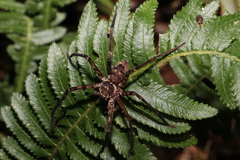 Heteropoda procera