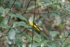 Pericrocotus solaris