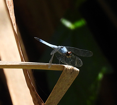 Brachydiplax denticauda