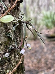 Sarcochilus hillii