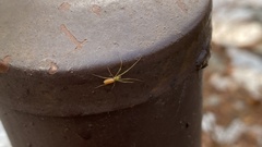 Araneae