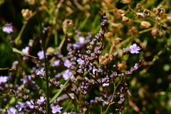 Limonium hyblaeum