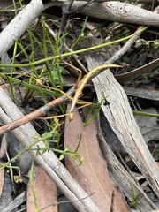 Ctenomorpha marginipennis