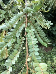 Sophora tetraptera