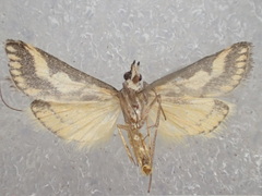 Metallarcha pseliota