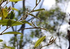 Tropidoderus childrenii