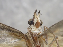 Metallarcha pseliota
