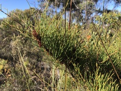 Allocasuarina pusilla