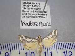 Metallarcha pseliota