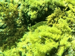 Notolabrus parilus