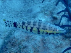 Serranus tigrinus