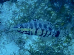 Serranus tigrinus
