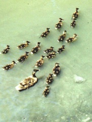 Anas platyrhynchos