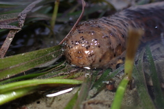 Apostichopus parvimensis