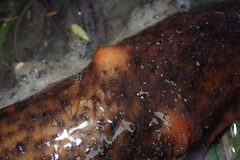 Apostichopus parvimensis