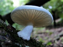 Oudemansiella australis