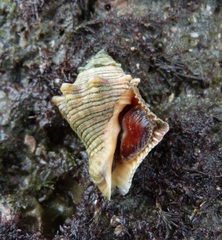 Cymia tectum
