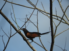 Centropus nigrorufus