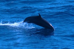 Stenella attenuata