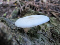 Oudemansiella australis