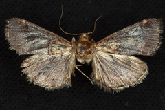 Cacozelia basiochrealis