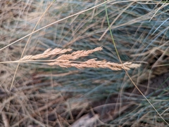 Poa poiformis
